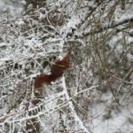Ardilla por las ramas nevadas