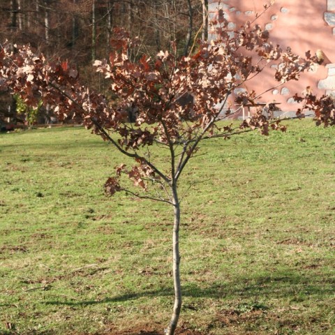 ROBLE DE LA PAZ El roble de la Paz, casa rural ecológica Kaaño etxea