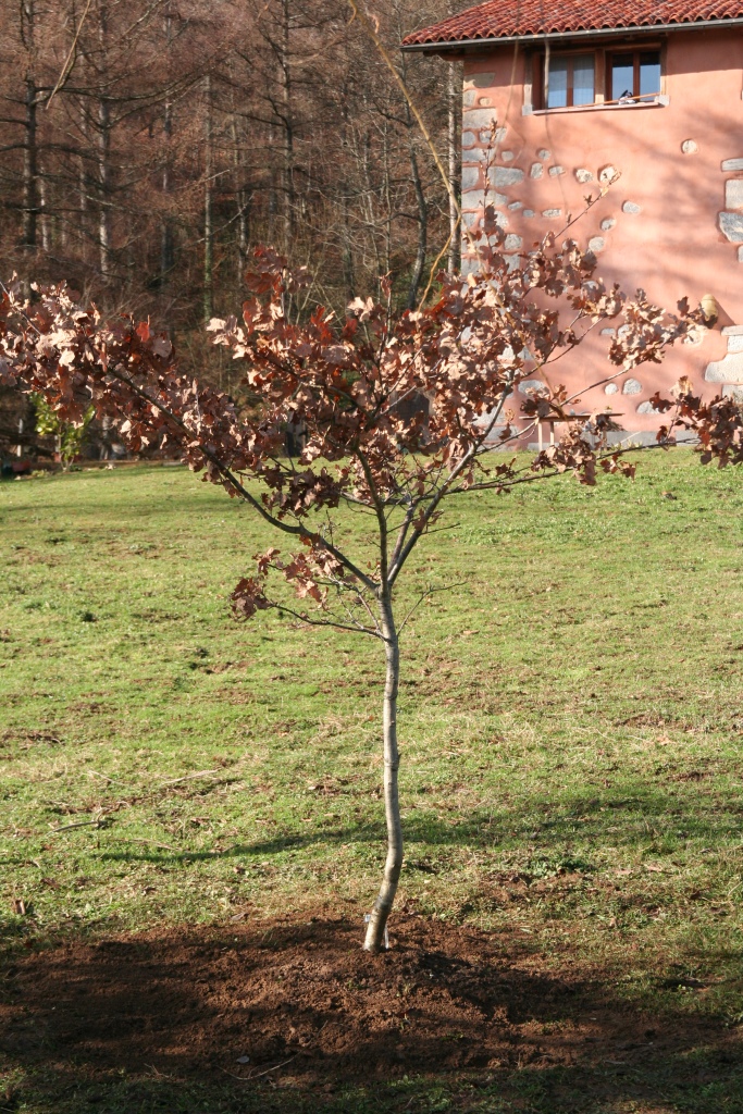 El roble de la Paz, casa rural ecológica Kaaño etxea