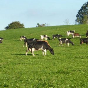 pastoreo de vacas en prados