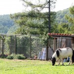 casa rural ecológica - Kaaño etxea-galeria-1- pony en gallinero