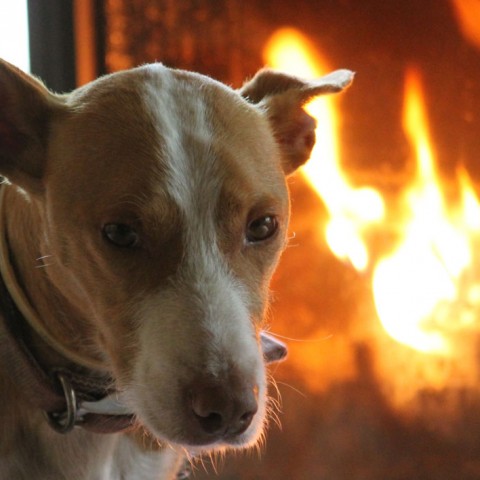casa rural ecológica Kaanoetxea-galeria-2 casa rural ecológica Kaaño etxea-galeria-2 - Lupo nuestro perro, uno más de la familia