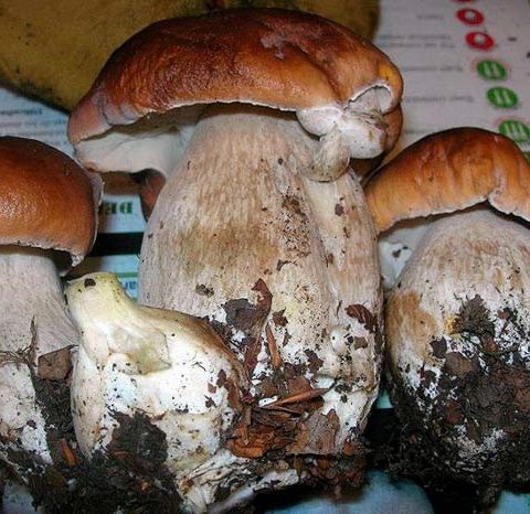 casa rural ecológica Kaaño etxea – 4 boletus Nuestros vecinos de la Ultzama, han organizado el VI día del hongo-Onddoaren Eguna, en Larrainzar, Saborea setas por Ultzama, con la oferta de pincho y pote al precio de 3 euros, del viernes al domingo. Son: Sidrería Aitona, Posada de Iraizotz, Posada de Alkotz, Restaurante Orgi, Posada de Larraintzar y Ventas de Ultzama