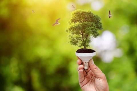 conservar la naturaleza a través de la energía