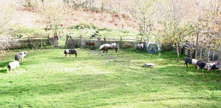 casa rural ecológica Kaaño etxea - 7 cerdos