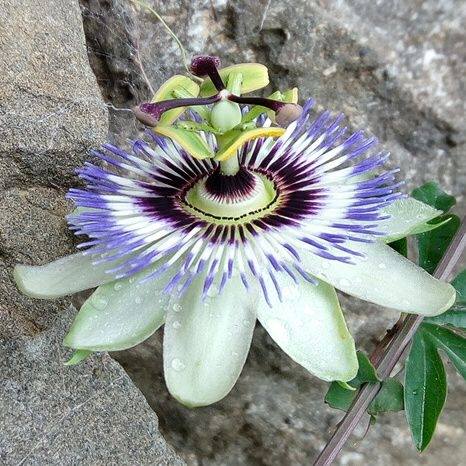 Familia goma Testimonio Tripadvisor. de casa rural kaañoetxea_files