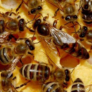 Abejas - Apicultura - miel - museo