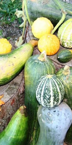 casa rural ecológica Kaaño etxea - Calabazas