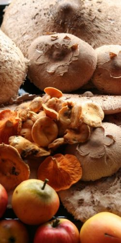 casa rural ecológica Kaaño etxea - Naturaleza generosa