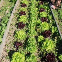 casa rural ecológica Kaaño etxea - bancal lechugas