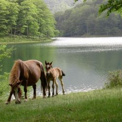 Embalses de Leurtza-ko Urtegiak - casa rural en navarra