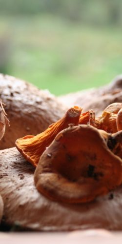 casa rural ecológica Kaaño etxea - setas otoño