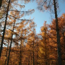 casa rural ecológica Kaanoetxea-galeria-10 - Alerces en otoño