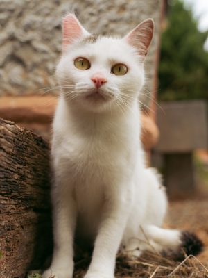 Gato alrededor en casa rural en navarra