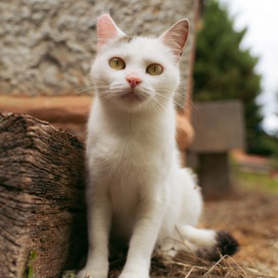 Gato alrededor en casa rural en navarra