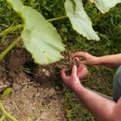 kaatnoetxea rutas, huella positiva