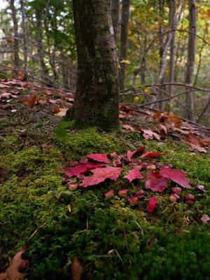 Bosque basuburua