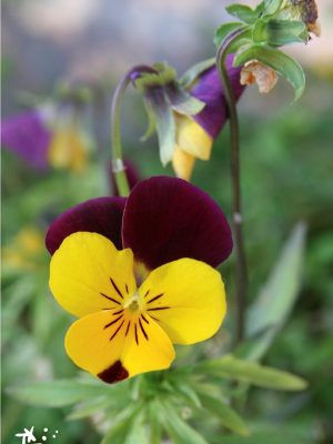 Flor autoctona de basuburua