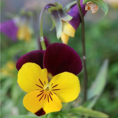 Flor autoctona de basuburua